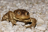 Bufo bufo (Rospo comune)